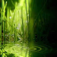 DARK and GREEN POND