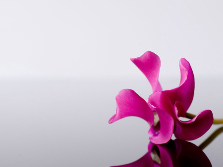 PINK FLOWER - closeup, flower, pink, orchid