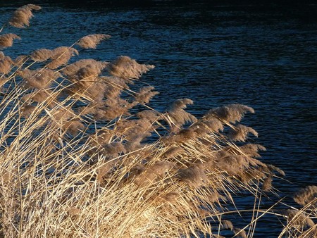 The wind - forests, wind