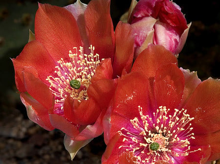 Red cactus flowers - flowers, red