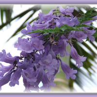 Purple flowers