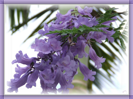 Purple flowers - flowers, purple