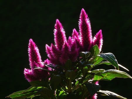 Contrast in colors-black - colors, flowers