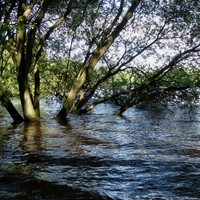 trees in the lake