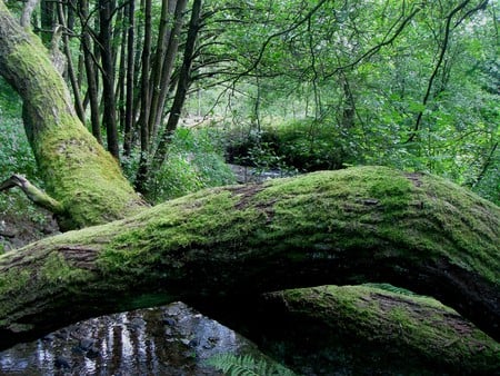 Down by the river - countryside, nature, trees, river