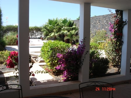 Room with a view - flowers, tree, window, garden