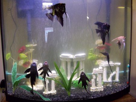 fishtank - aquariaum, tank, fish, angels