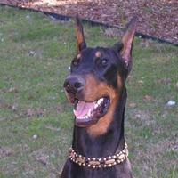 doberman!!