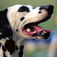 dalmation!!!