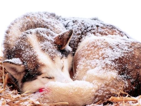 timber wolf - nature, animals, wolf, beautiful