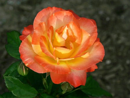 Coral rose - flowers, roses