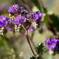 Purple wildflower