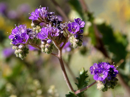 Purple wildflower - flowers, purple