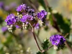 Purple wildflower