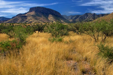 Golden grass - nature, grass