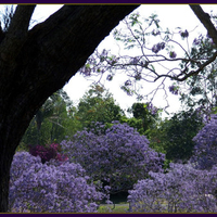 Purple forest