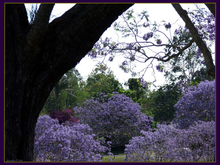 Purple forest - purple, trees