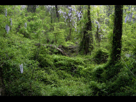 Forest - nature, forests