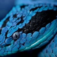 Blue snake