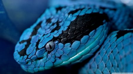 Blue snake - wildlife, animals, predators, wallpaper, hd, nature, wild, blue, close-up, snake, reptile