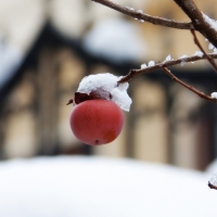 First snow