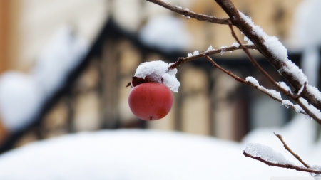 First snow - ice, roseship, photography, winter, wallpaper, hd, nature, abstract, macro, cold, frost, snow, frozen