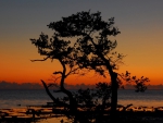 silhouette of tree on shore at twilight