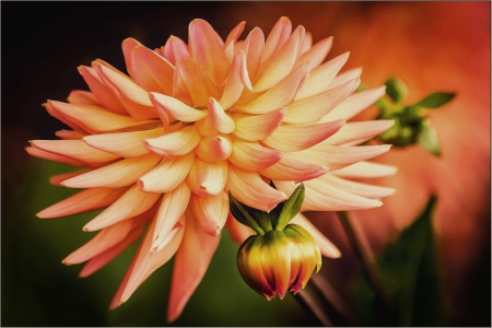 Flower - beautiful, flower, pink, green