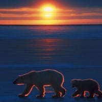 polar bears at sunset