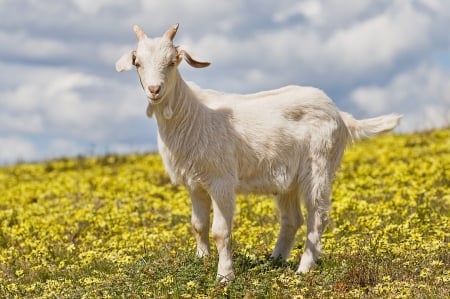 Goat - animal, nature, goat, pet