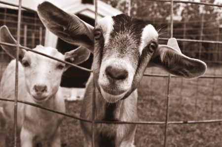 Goats - animal, pet, goats, goat