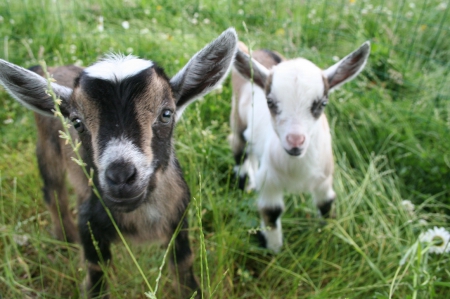 Goats - animal, pet, goats, goat