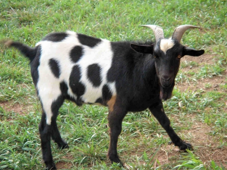 Goat - Animal, Pet, Nature, Goat