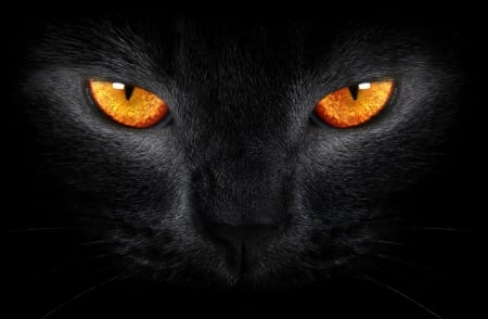 Black Cat - animal, pet, black, cat