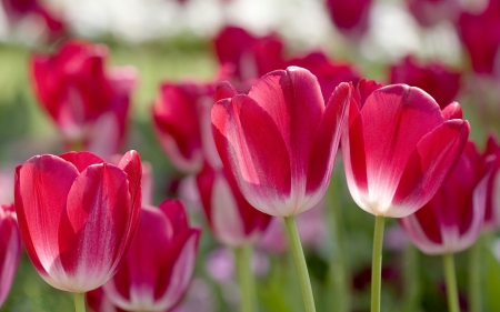 Flower - flower, tree, nature, plant