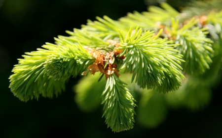 Waiting for Christmas - fir, needles, macro, branch, green, tree, christmas