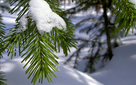 Winter - white, fir, macro, snow, winter, green, tree, christmas