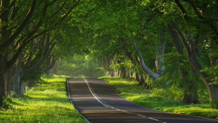 Road - path, tree, nature, road