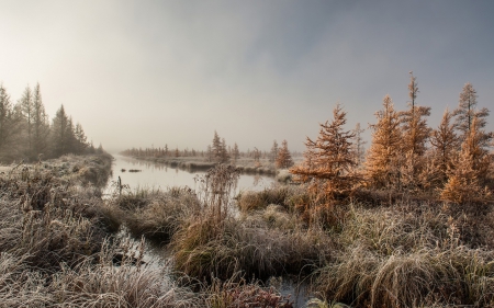 magical riverscape inwinter - trees, overcast, frost, river, winter