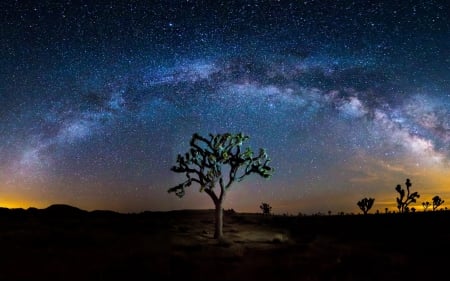 stars and the milky way above a desert - milky way, cacti, desert, stars, night