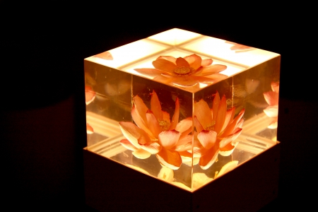 TRAPPED LOTUS - glass, photo, trapped, flower