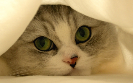 HIDDEN TOM - cloth, hidden, cute, face, cat