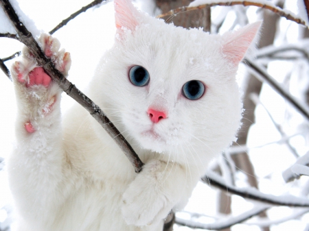 Beauty - branch, winter, snow, beauty, pink, tree, cat, white, paw