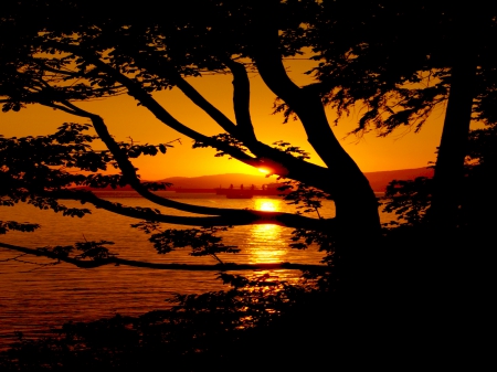 SUNSET - nature, branches, lake, tree, sunset