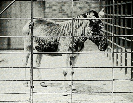 Live London quagga - extinct, like, 1883, zebra