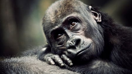 gorilla day dreaming - monkeys, forrest, dreaming, primates, day, wallpaper, animals