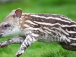 tapir baby