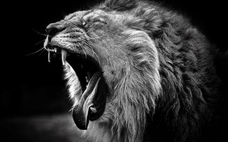 yawn lion - yawn, grayscale, animals, cats, big cats