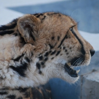 king cheetah