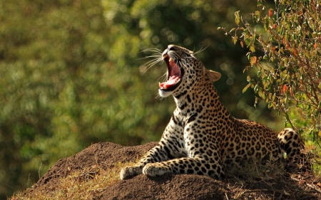 leopard - leopard, predator, special, beautiful, jungle, photoshop, camaflauge